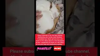 Pets make us happy, which helps w/ manifesting. Check vids in the description on how & how I got him