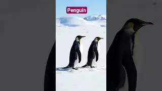 Пингвин