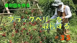 #35 ブラックベリーの時期になりました。