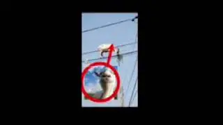 Goat simulator power line (ORIGINAL)