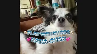 PLAY WITH HANA-CHAN BEFORE WE SLEEP😅#asmrdog#hanachan