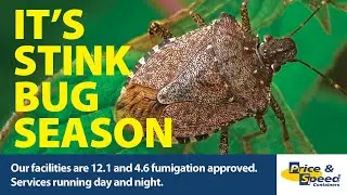 It's stink bug season - 2025/2026 - Australia - Price and Speed Fumigation