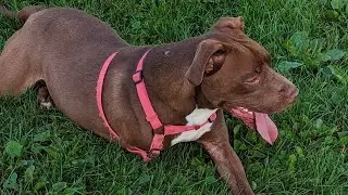 SCRAPS ANIMAL SHELTER ! Complete List of dogs as of 9/02/23 on video. (ADOPTIONS SAVES LIVES) FULL