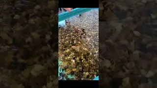 SLOW MO peacock bass TOP WATER feeding! (4k)