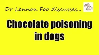 Chocolate poisoning in Dogs