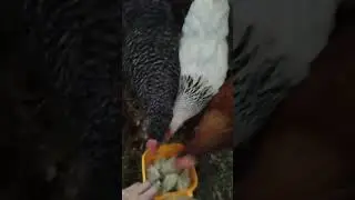 H&uuml;hner f&uuml;tterung!🐔Und ja unsere bekommen mehr als nur K&ouml;rner Futter, und das merkt man auch an den🥚