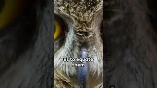 A Parliament of Owls  #didiyouknow  #animals  #doyuknowit  #doyouknowyet  #youtube