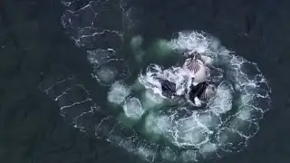 Whale Hunting Krill in Antarctica | Planet Earth | BBC Studios