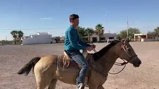 Is this mare any good ?#horsetraining