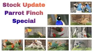 New Stock Update || Parrot Finch Special || Bhubaneswar || Available on pre order || ♥️♥️♥️