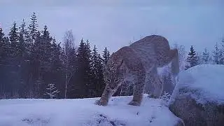 Skogen berättar  Det bästa 2022