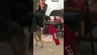 Service Dog Alerts Handler of a Seizure!