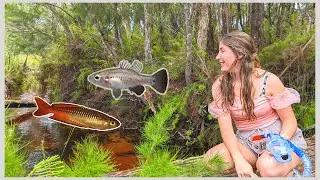 Exploring a Beautiful Australian Creek with RARE Fish