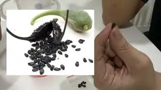 SEMAI BIJI DEVIL&rsquo;S PLANT (IBICELLA & PROBOSCIDEA)