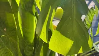 Model🌹Lauri Anne🪴My Plants Sunbathing ☀️🌿 Relaxing Outdoor Live ✨#subscribe #live #plants #nature