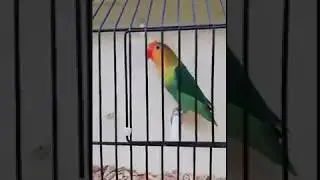Beautiful Green Violet Fischer Lovebird