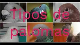 Tipos de Palomas