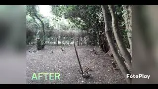 woodland removal grove park london