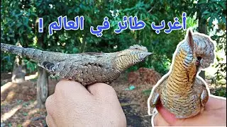 طائر يستخدمه الناس للسحر ! _  طائر اللواء الأوراسي