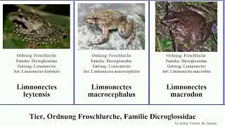 Tier, Ordnung Froschlurche, Familie Dicroglossidae limnonectes occidozyga animal lima magnus Fuse