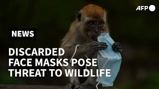 From macaques to crabs, discarded face masks pose threat to wildlife | AFP