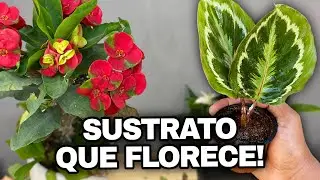 El SUSTRATO que hace FLORECER La Corona de Cristo + Rescate de Calathea Medallion