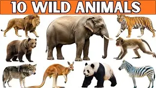 Wild Animal Names | Explore 10 Wild Animals Kids Love the Most 🦁🐘🐼