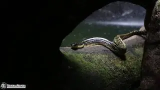 Herping Tours - Colombia - EN Shropshire's Puffing Snake (Phrynonax shropshirei) - ES Granadilla.
