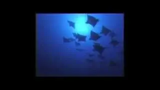 Tiputa Passage - Rangiroa - French Polynesia