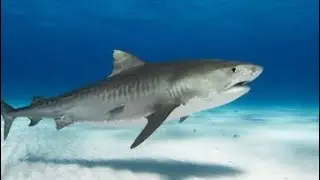 Don’t get eaten  by the shark ￼Roblox