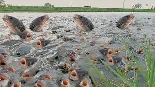 Terbongkar!! Teknik Budidaya Ikan Nila Paling Menguntungkan: Profitable Monosex Tilapia Farming