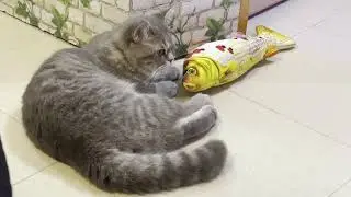 猫が喜ぶ映像：🥰素晴らしいクリップはすべてメンバーチャンネルにあります👇🏻🥰いつも動画楽しく観てます 🐈🐈‍⬛可愛い猫ちゃんに毎日癒されてます🙏🏻