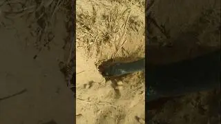 snake entered the hole in two seconds । #snake #shorts #nature