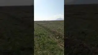 Saffron Field Herat Afghanistan Jan/2023 Part 2