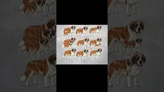 How many dogs do you see in the picture