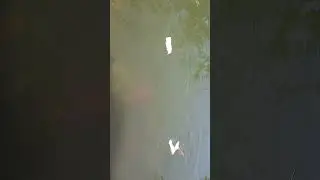 #fishworld #fishcatching #fishfood #fishdance #fisherman #viral #shortvideo #bhoot #cartoon #trendin