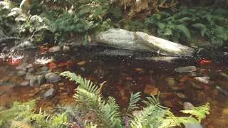 02 - Jubilee Creek
