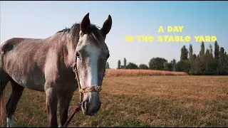 А day in the stable yard / Один день в конном дворике