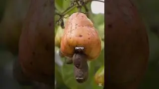 This Nut Could Kill You 😳#shorts