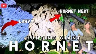 Hunting Giant Hornet | Arunachal Pradesh |