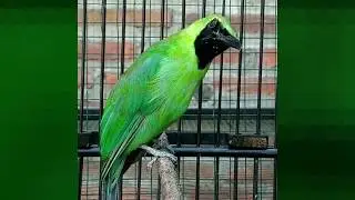 Beautifull Singing Green Leafbird Male  Chloropsis sonnerati