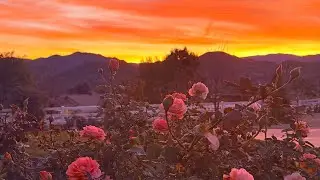 🩷🌹December 2025 Garden Tour of Rose Lover Ranch🌹🩷