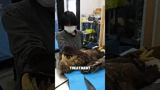 Как раненые птицы превращаются в миллионы 😲