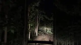 Night Safari | Jungle Safari | Haunted | Scary | Tiger | Leopard | Ghost | Spirit | Wild #safari