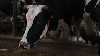 Робот-дояр&reg; VMS&trade; DeLaval на ферме ООО 