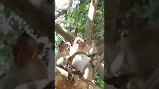 Monkey playing together, monkey joking and all monkey in amber monkey group, mohanokor Group#video