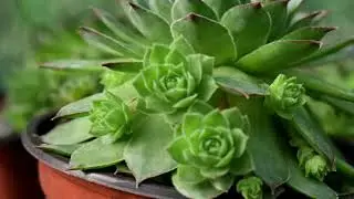 A brief profile about The College of Horticulture, Bermiok which is under CAU, Imphal.