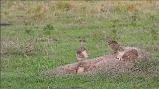 381&ordm; v&iacute;deo: coruja-buraqueira/ burrowing owl - Athene cunicularia (II)