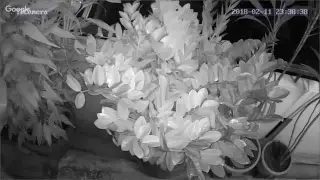 Live: Bird Hatching in Heartlands Singapore