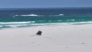 Horse riding in Noordhoek Beach / South Africa Aerial